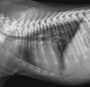 The diagnosis and treatment of a canine infectious respiratory disease