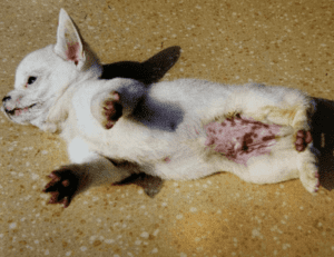 Diagnosis and Treatment of Canine Distemper