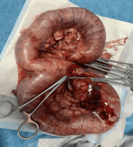 Diagnosis and treatment of a dog with pyometra