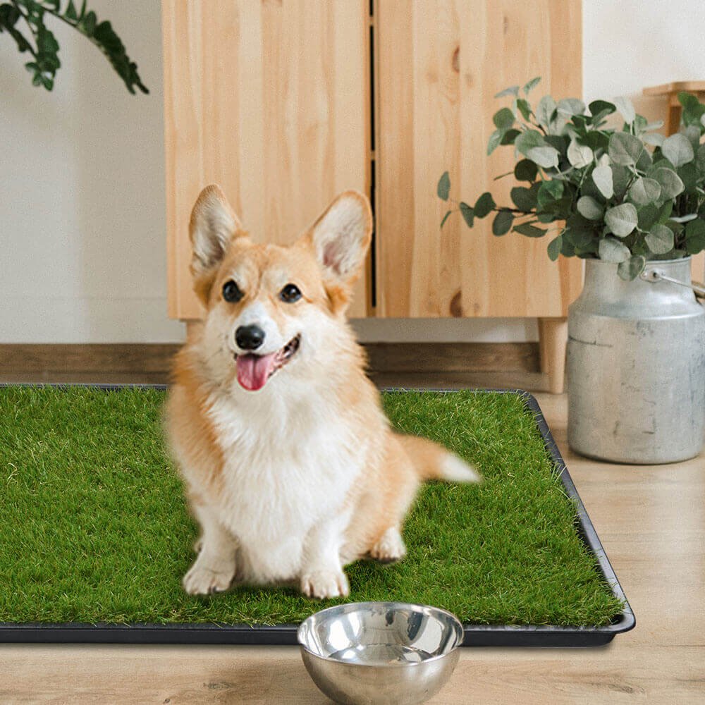 Grass tray for clearance dogs