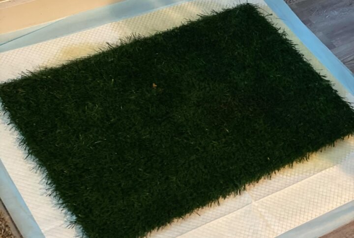 Indoor dog grass pee pad 2