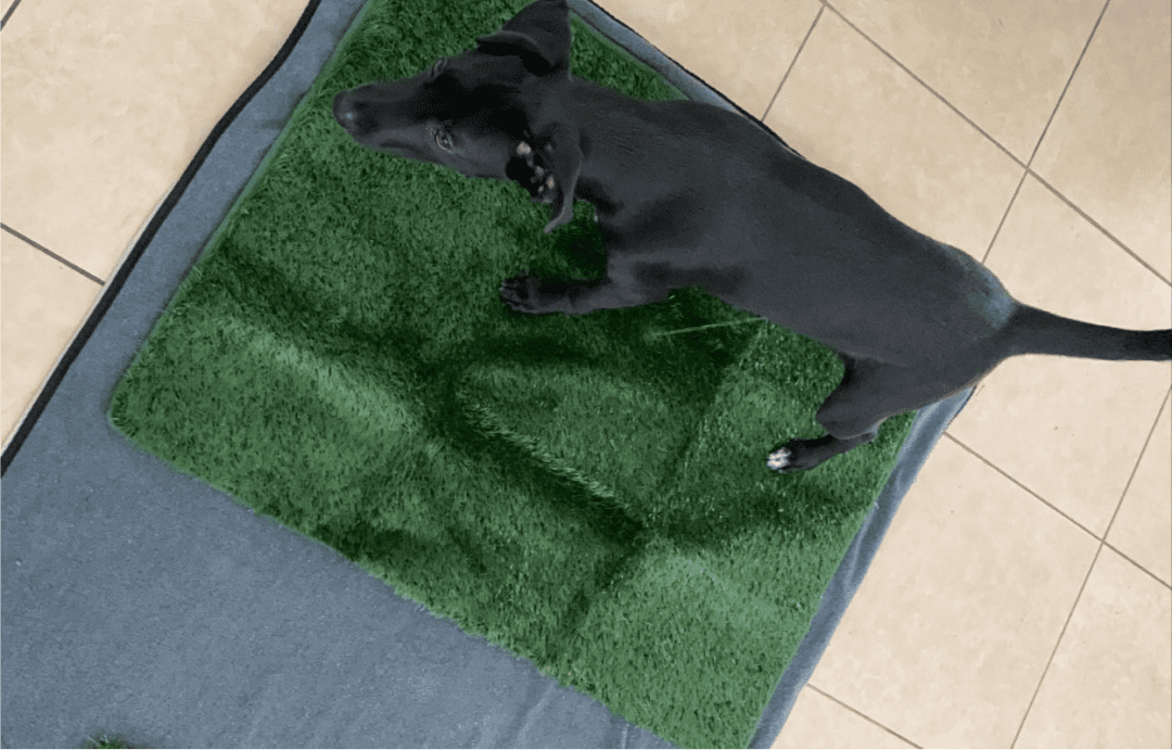 Indoor dog grass pee pad