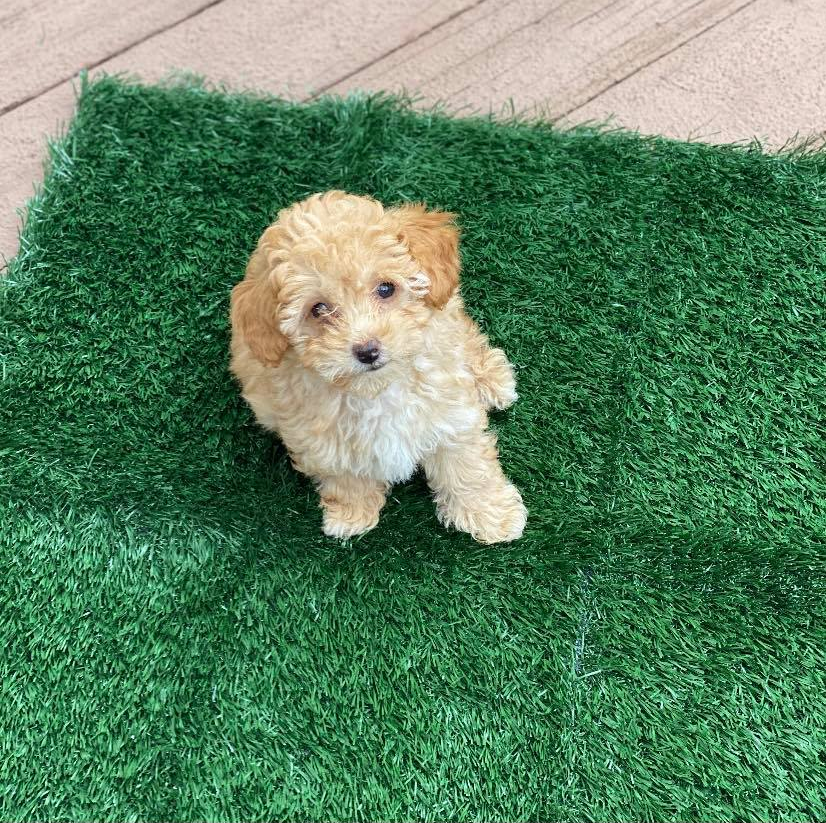 Indoor dog grass pee pad