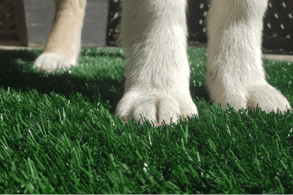 can dogs use artificial grass to go potty