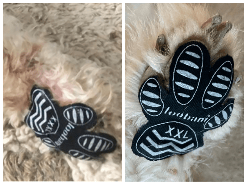 Dog paw protection after surgery