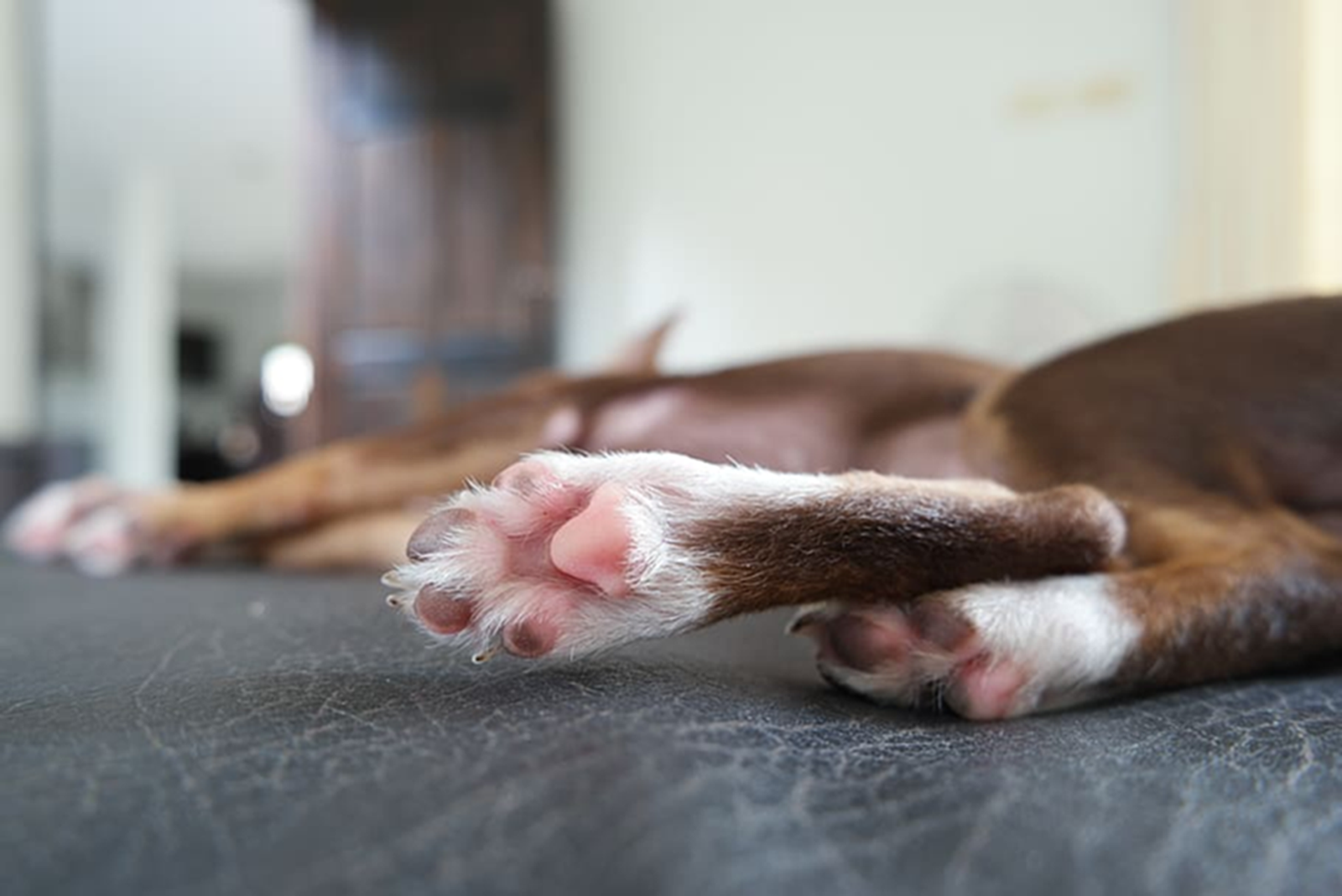 how to protect dog paws from hot pavement