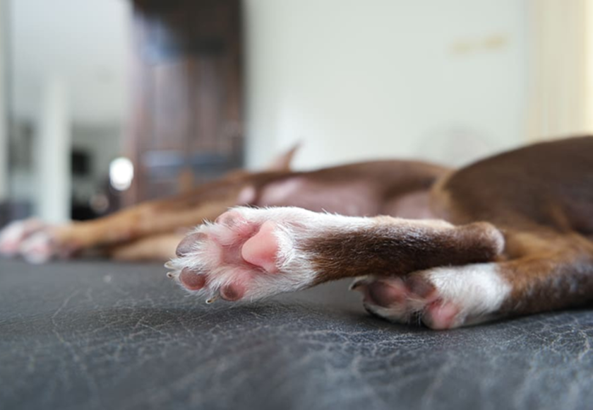 how to protect dog paws from hot pavement