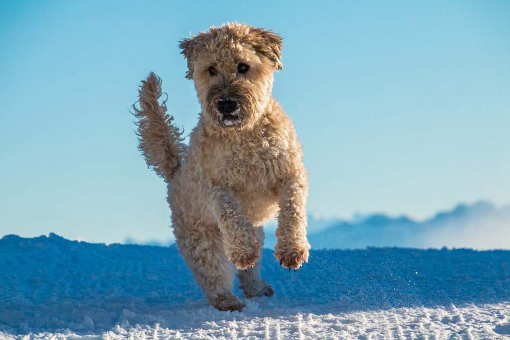 dog paw protection for snow