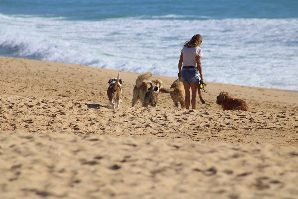 How to protect dogs’ paws at the beach