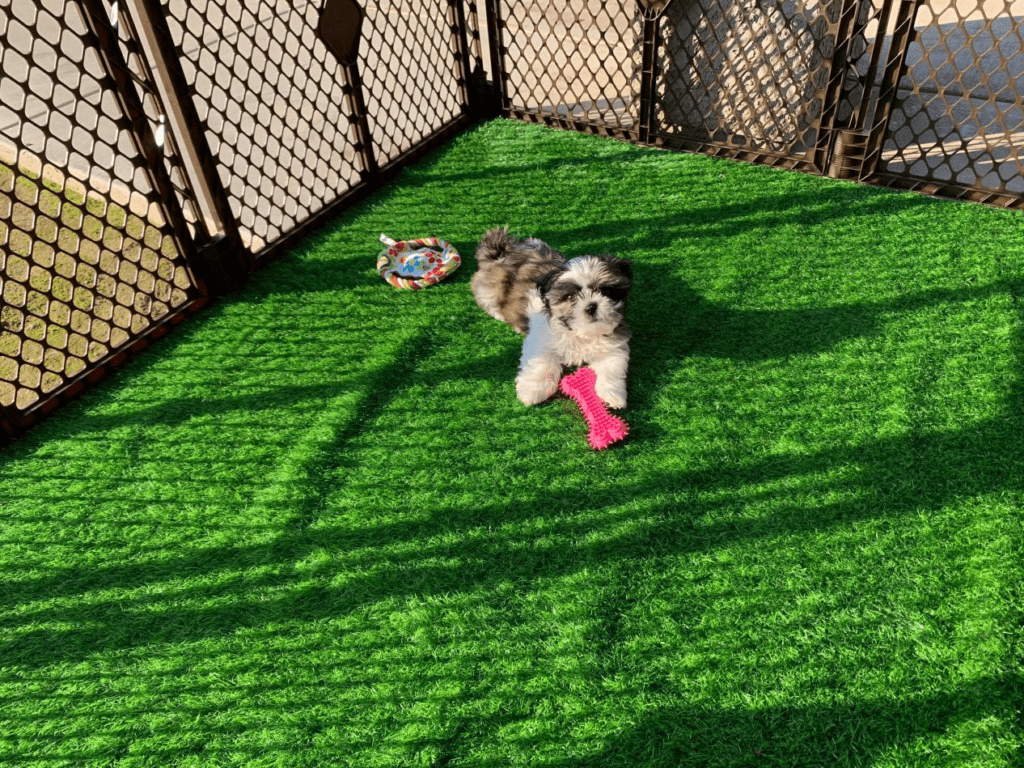 Loobani dog grass pee pads