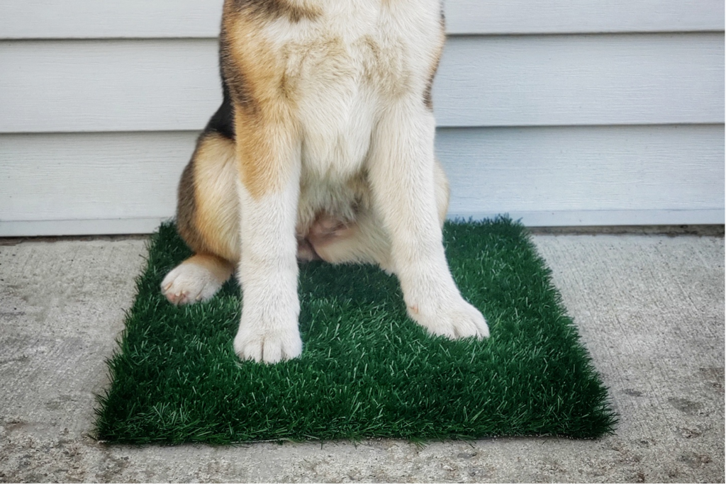 What happens if dogs pee on artificial grass