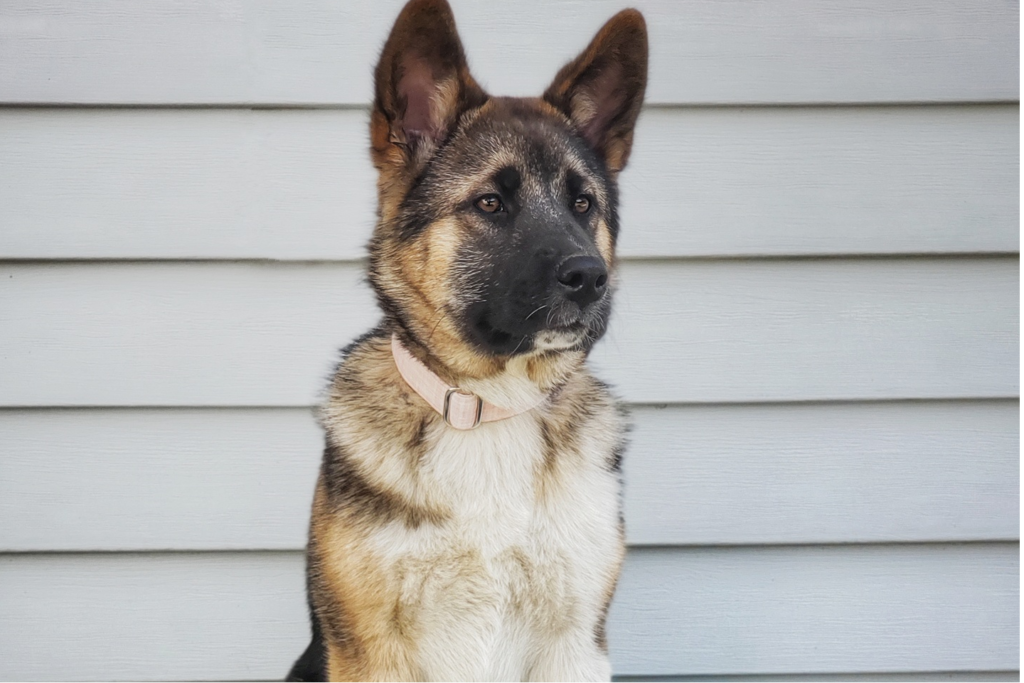 What happens if dogs pee on artificial grass