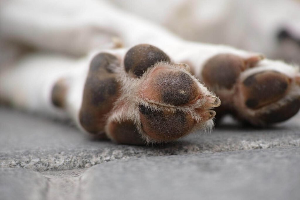 Dog paws all you need to know about them