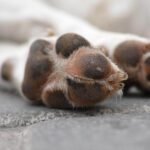 Dog Paws: All You Need To Know About Them