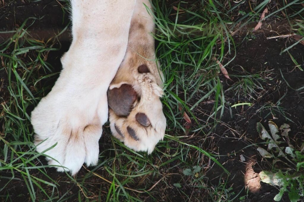 dog paws protection