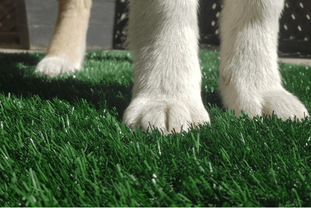What happens if dogs pee on artificial grass