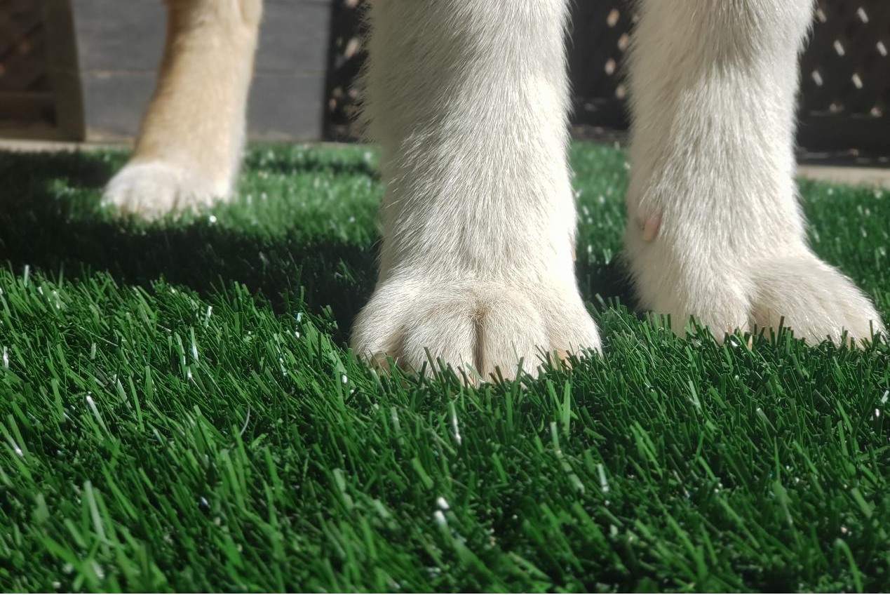 What happens if dogs pee on artificial grass