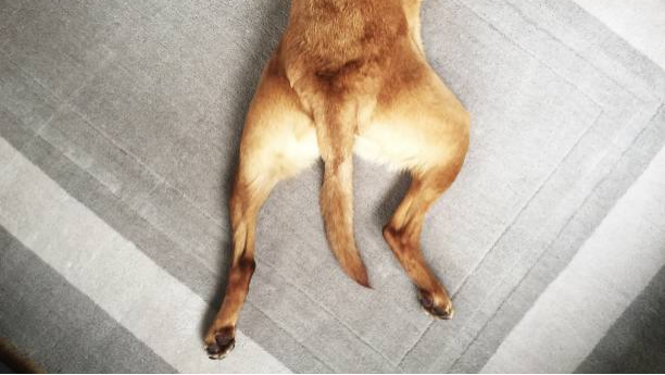 how-to-help-my-dog-with-weak-back-legs