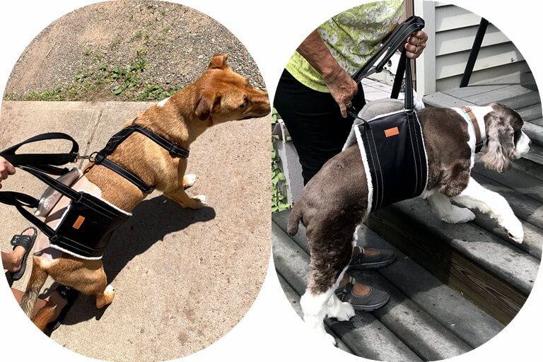 Male hotsell dog harness