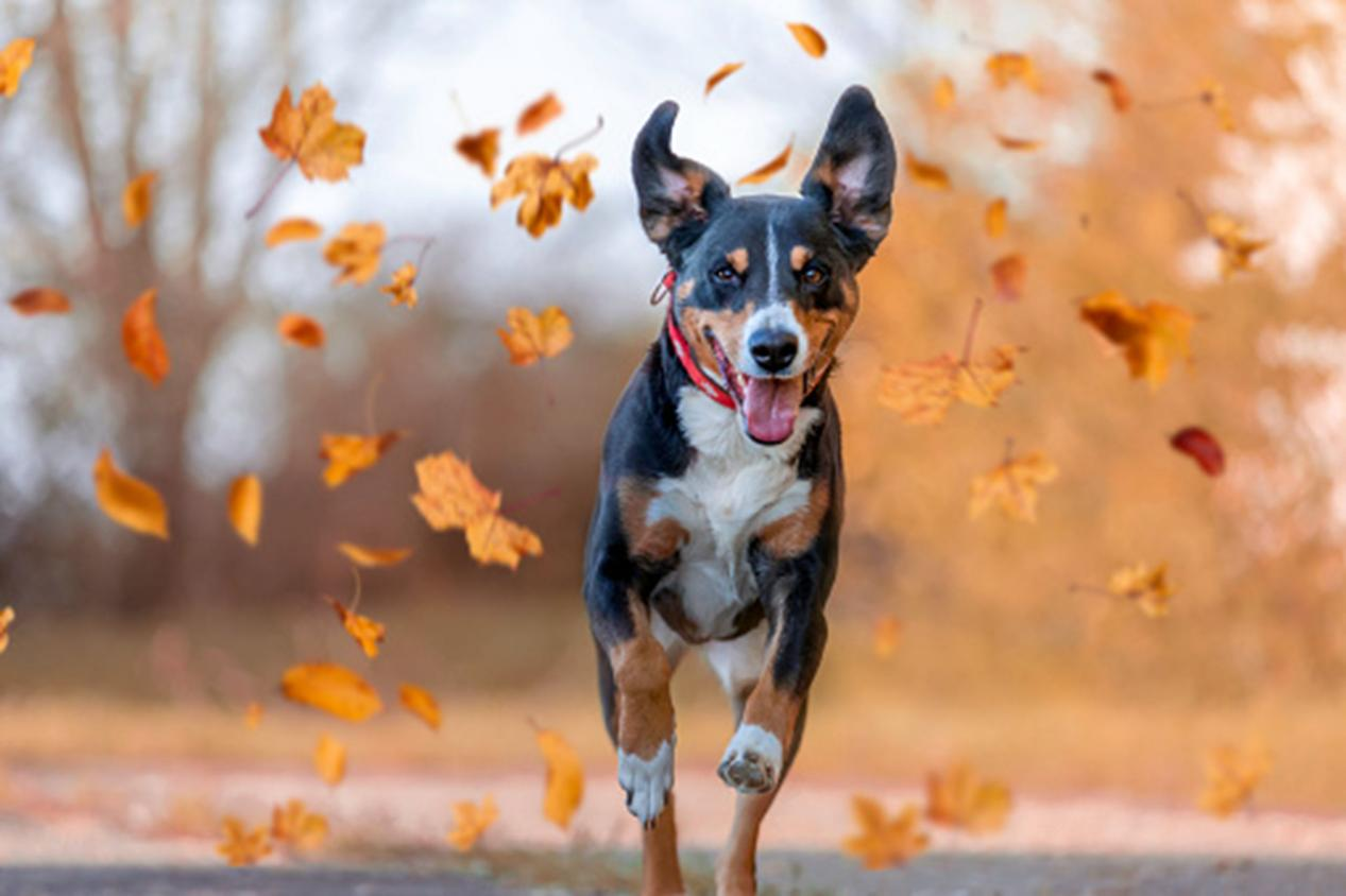 Dogs running on store pavement