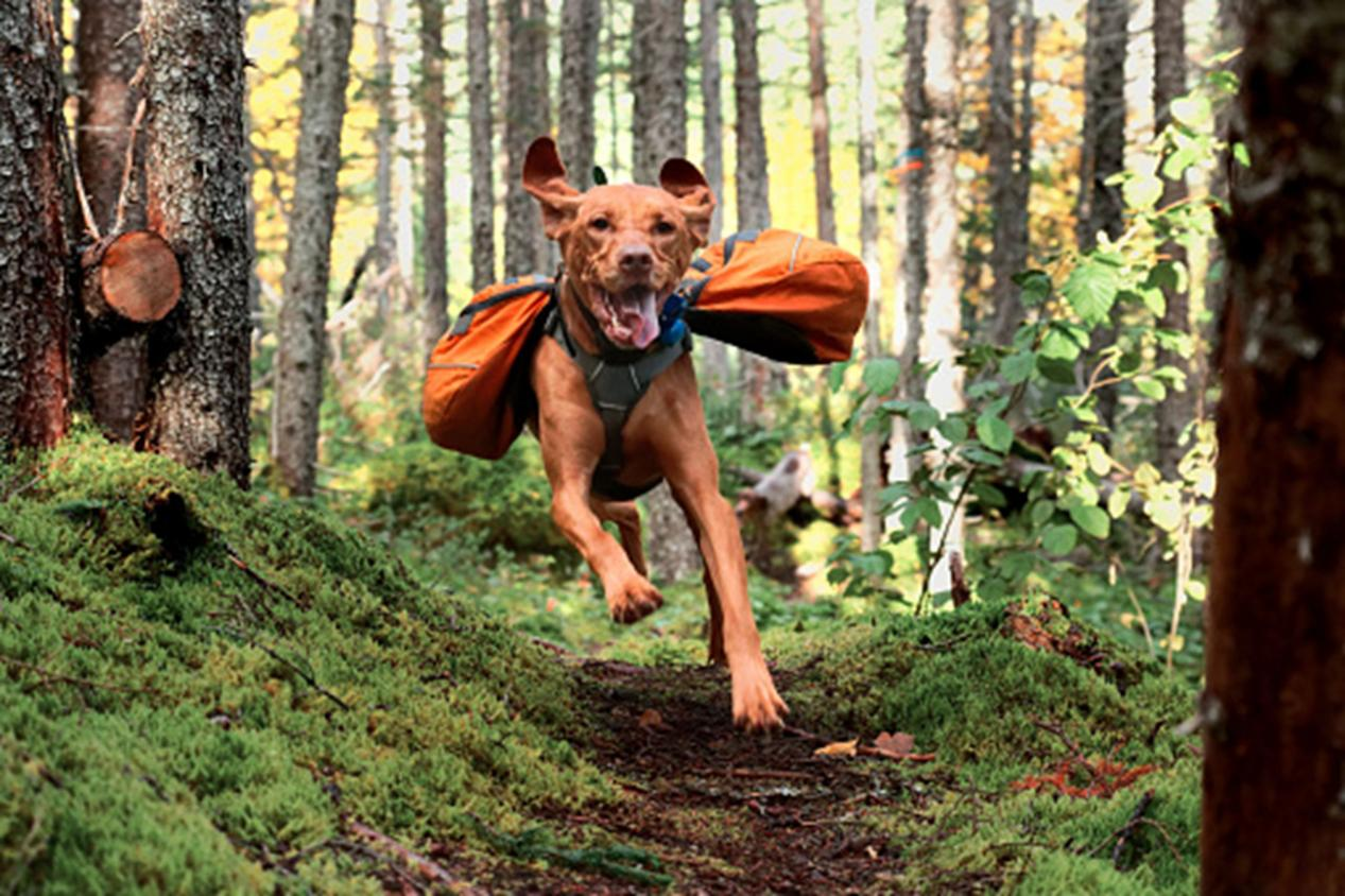 How to protect dogs’ paws when hiking
