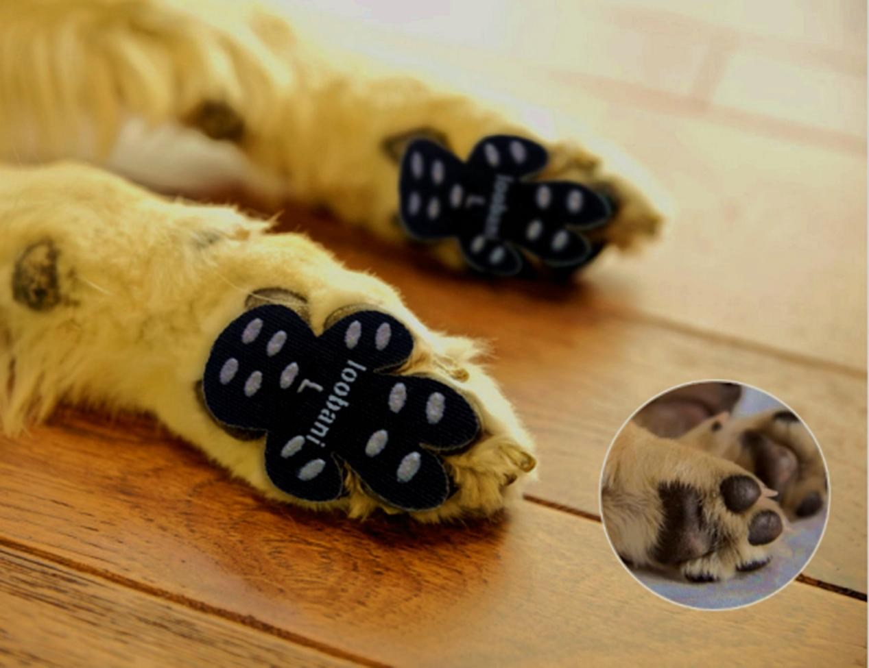 How to protect dogs paws when hiking