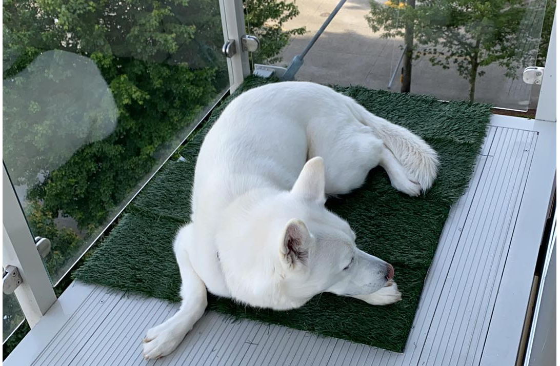 Dog grass pee pad with tray