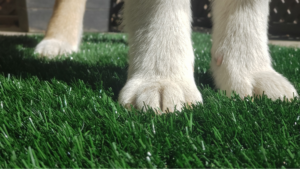 What happens if dogs pee on artificial grass