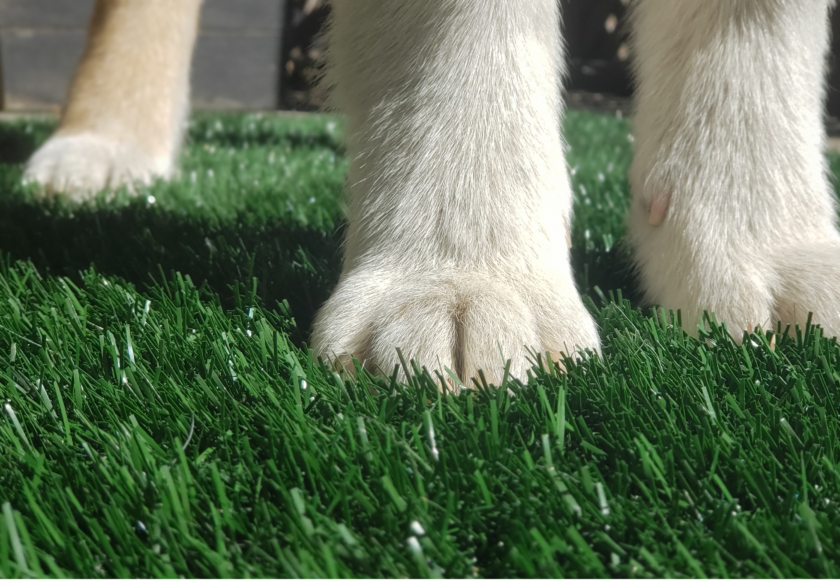 What happens if dogs pee on artificial grass