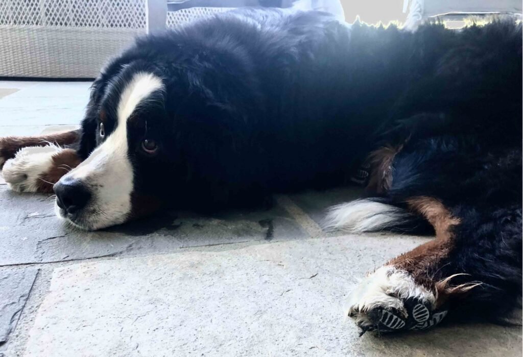 how to protect dog paws from hot pavement