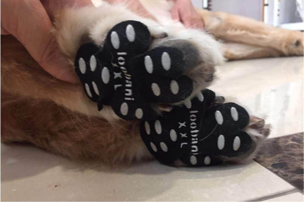 dog paw protection for snow