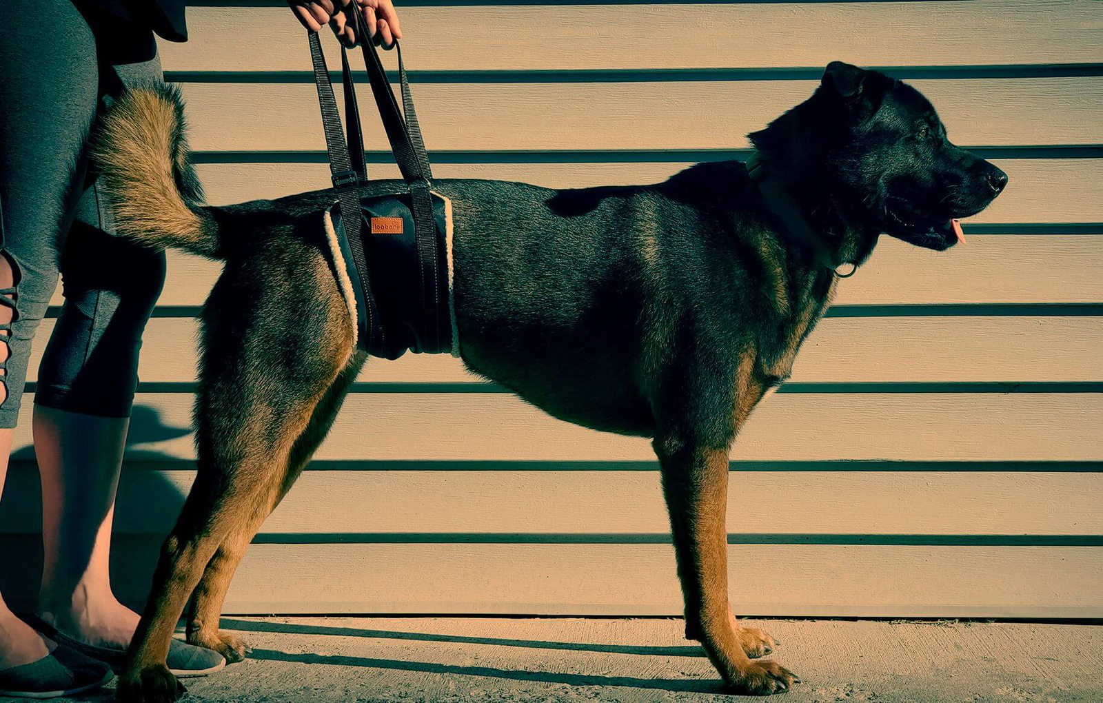 Male dog sling for back legs