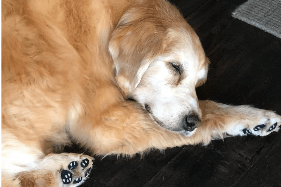 dog paw covers for hardwood floors