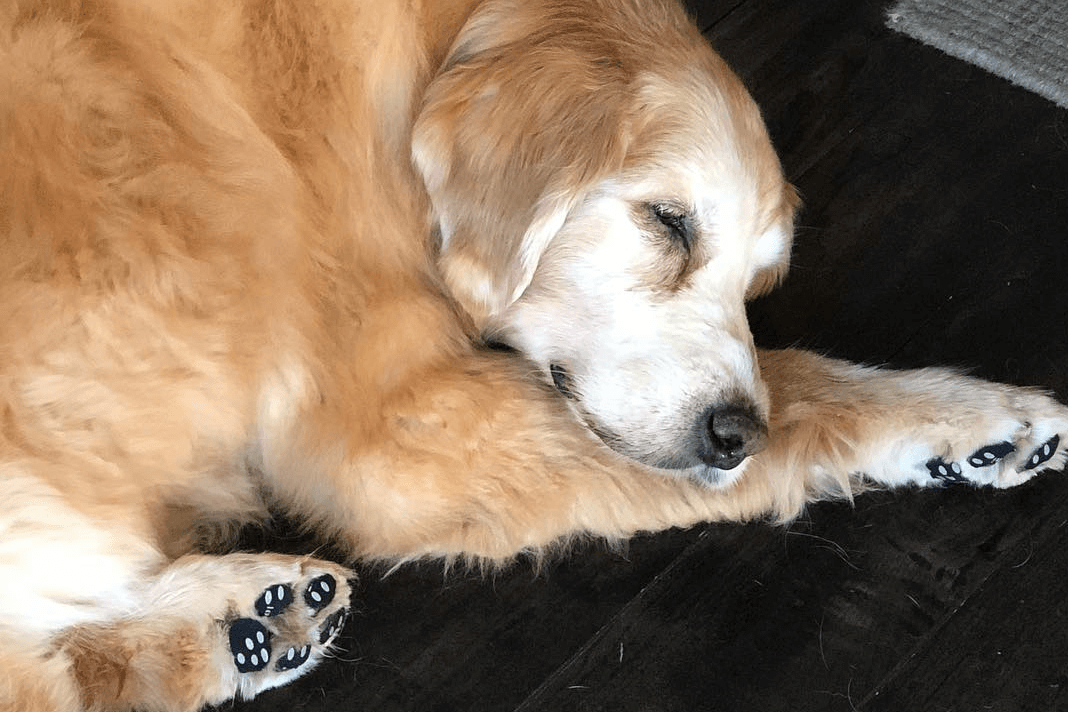 How to protect dog paws in summer