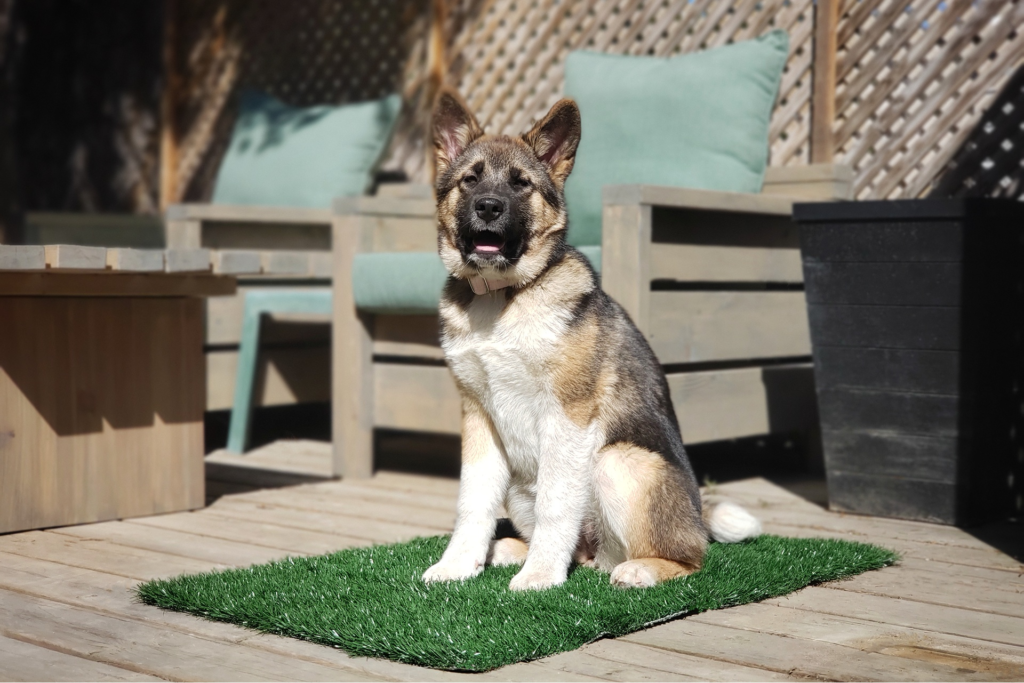 Best artificial grass pee pad for dogs