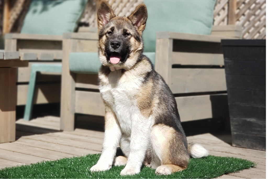 Large dog grass pee pad