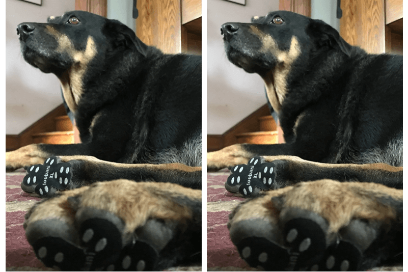 How to protect dog paws in winter?