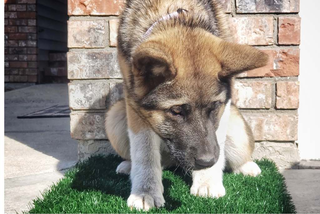 Best fake grass pee pad for dogs