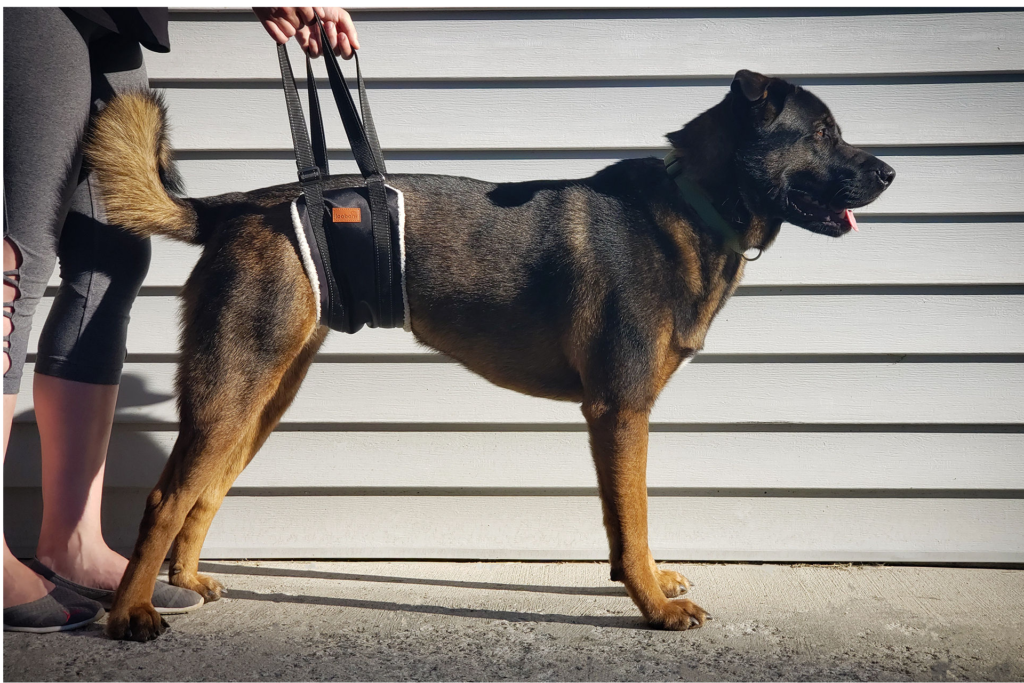 How to use dog sling