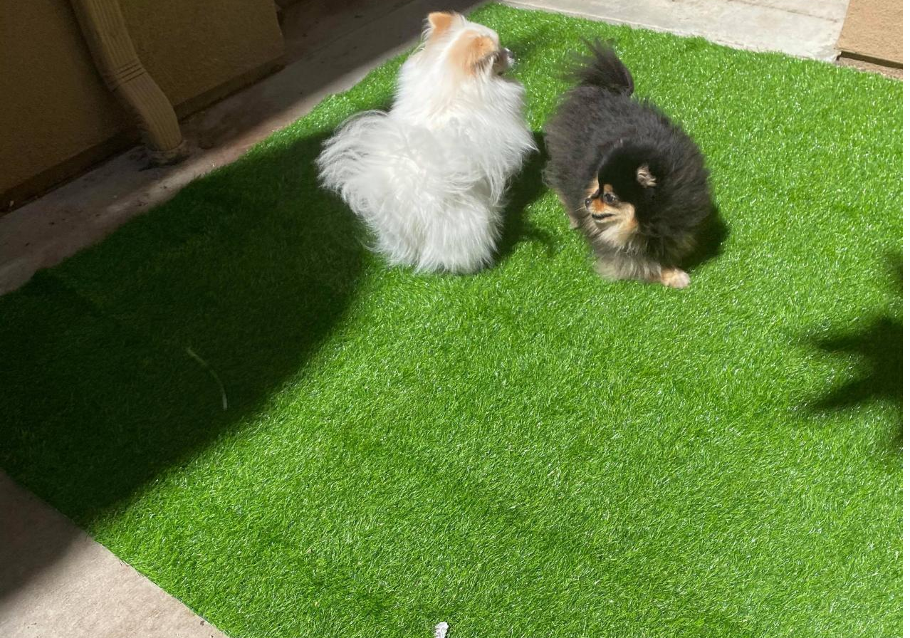 Dog grass pee pad