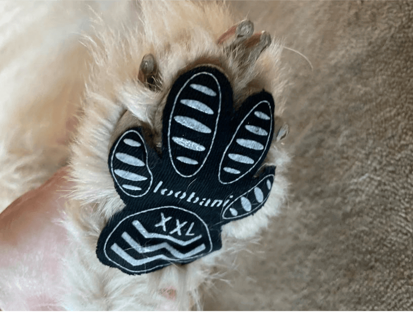 Dog paw protection after surgery