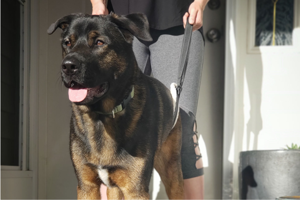 Dog sling for back legs