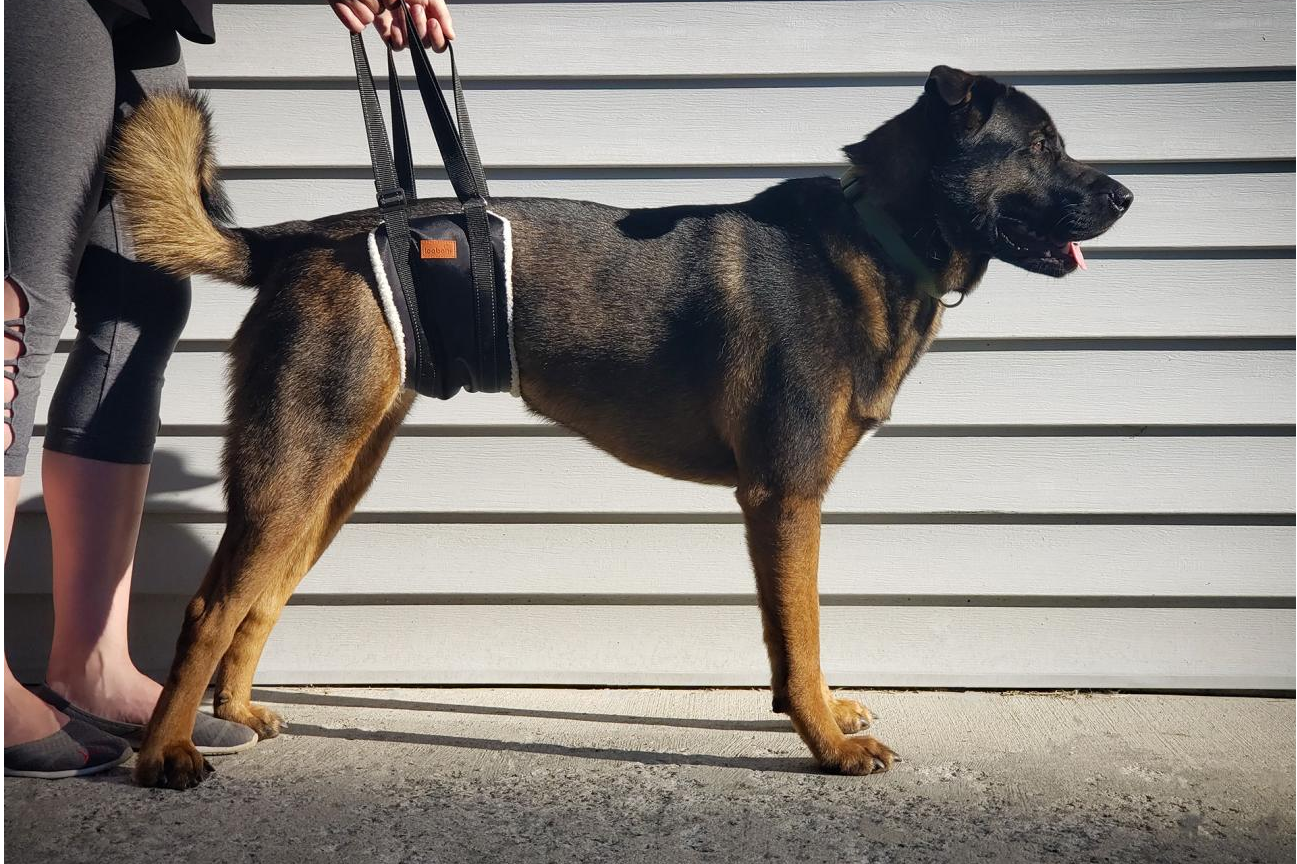 Harness for dog outlet with weak back legs