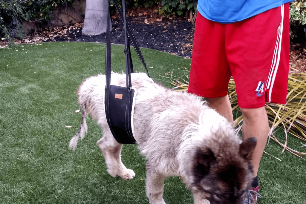 Is a dog sling good for a shoulder injury?