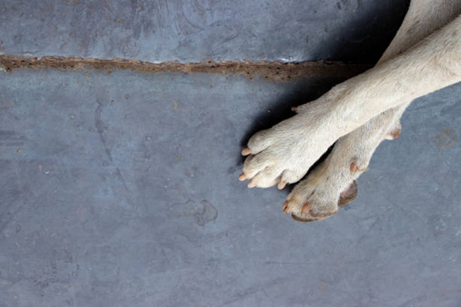 How to protect dogs’ paws on concrete