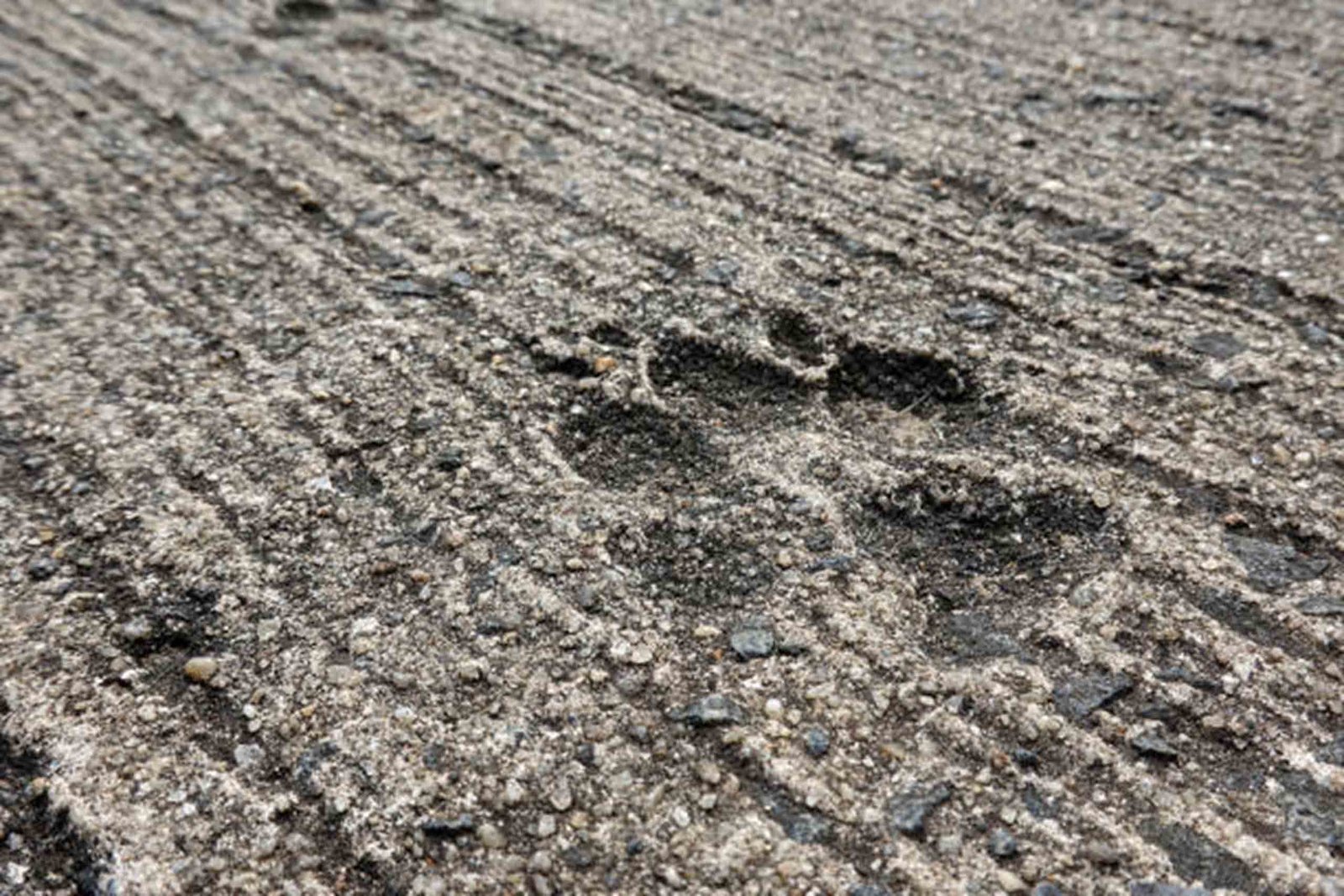 How to protect dogs’ paws on concrete