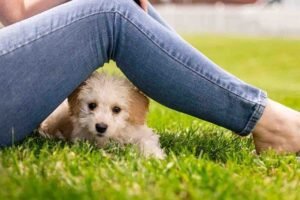 How Do Dogs Benefit Your Mental Health