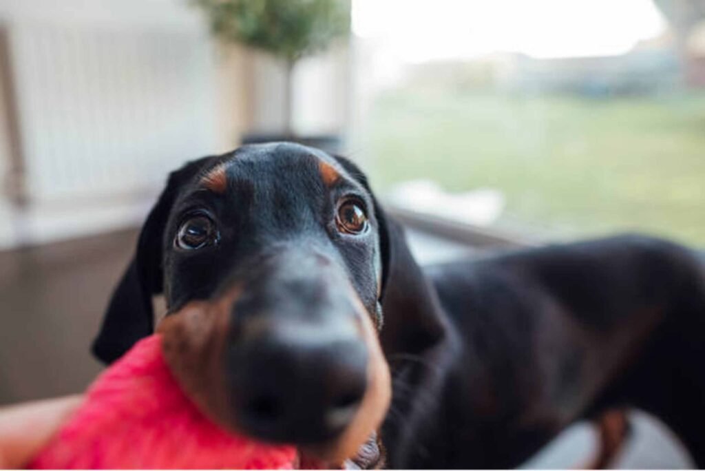 Interactive dog toys for bored dogs