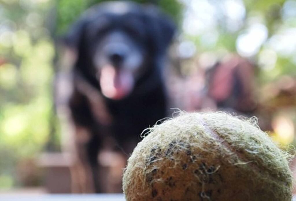 Interactive treat dispensing dog toys