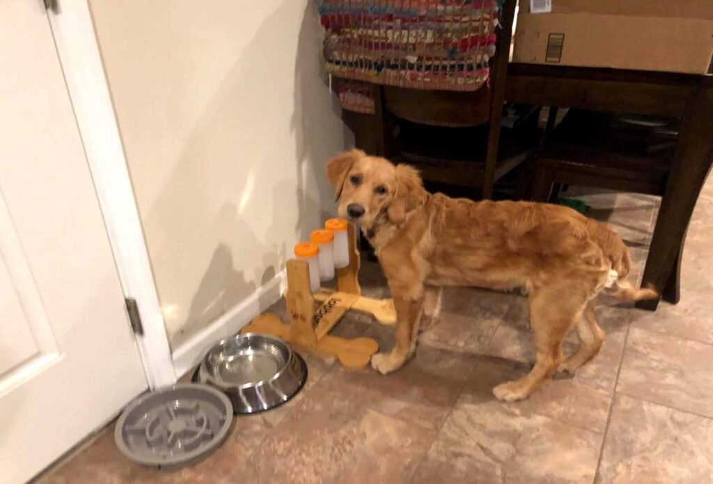 Durable interactive dog toys